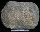 Dactylioceras Ammonites - Posidonia Shale #11114-1